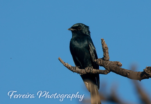 Zwartkloof Wildlife